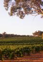Henschke’s Eden Valley Vineyard