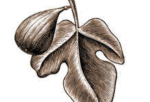 Quivira Fig Leaf